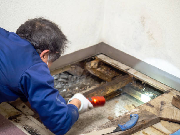 Best Professional Mold Removal  in Montalvin Manor, CA