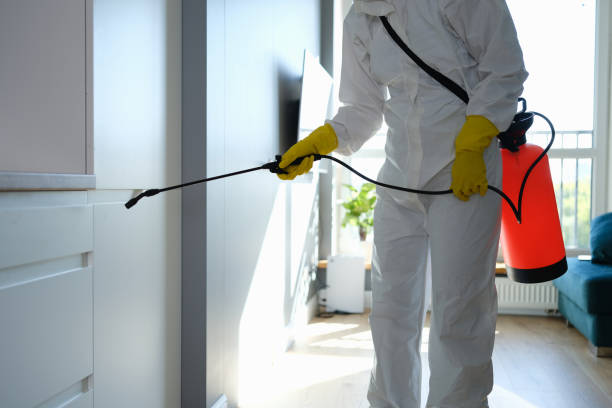 Best Certified Mold Removal  in Montalvin Manor, CA