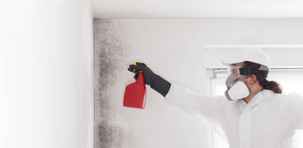 Best Toxic Mold Removal  in Montalvin Manor, CA
