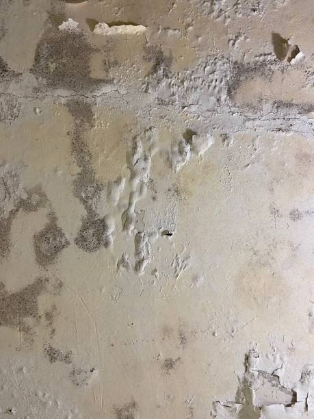 Best Water Damage Restoration  in Montalvin Manor, CA