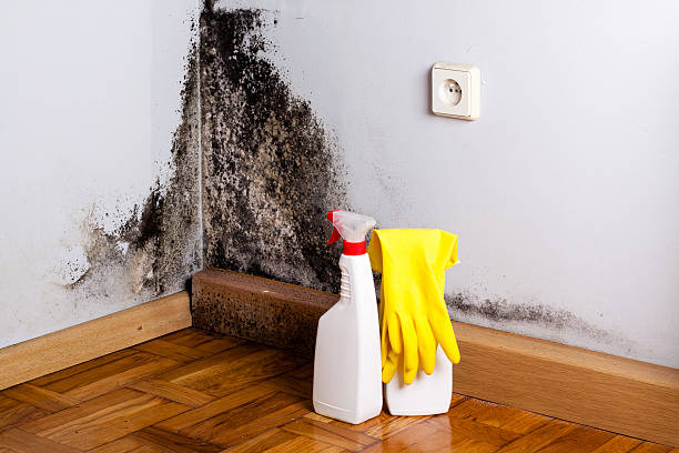 Best Crawl Space Mold Removal  in Montalvin Manor, CA