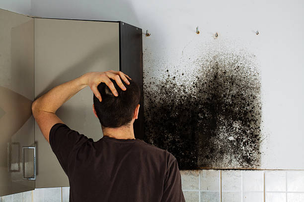 Best Mold Removal Near Me  in Montalvin Manor, CA