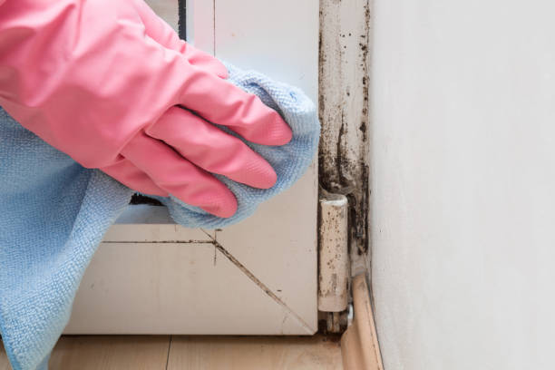 Montalvin Manor, CA Mold Removal Company