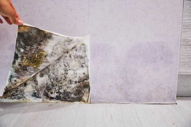  Montalvin Manor, CA Mold Removal Pros